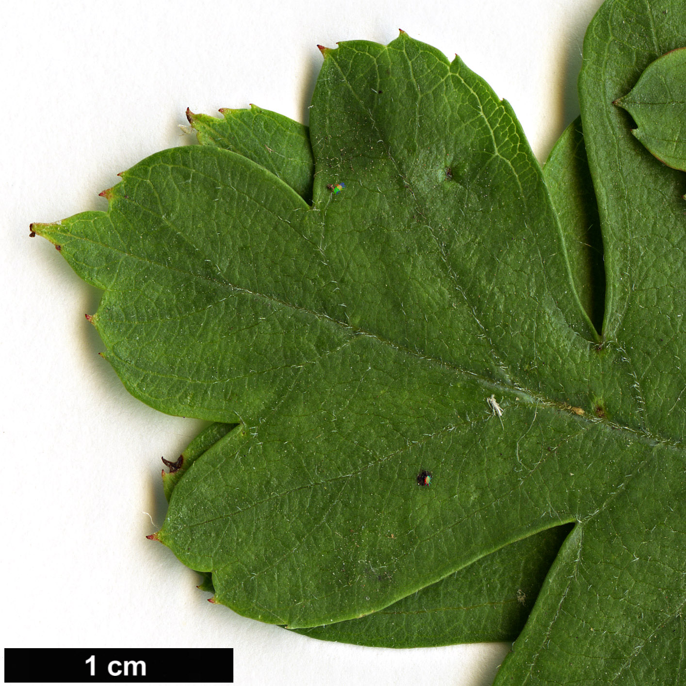 High resolution image: Family: Rosaceae - Genus: Crataegus - Taxon: ×calycina (C.laevigata × C.rhipidophylla)